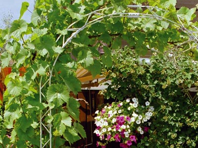 Trellis system